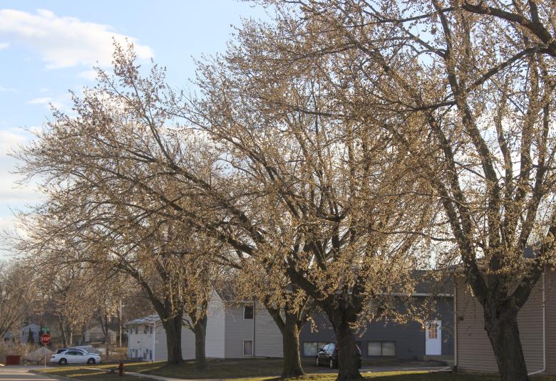 Early Buds
